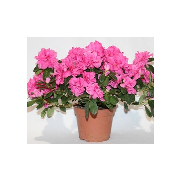 Comprar azalea en Germigarden des de 7,75€