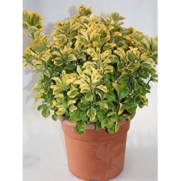 Feuille d'Euonimus jaune avec intérieur vert