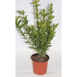 Euonimus folha verde