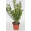 Euonimus folha verde