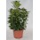 Euonimus folha verde