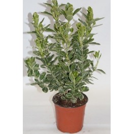 Euonimus Nuancé Vert Blanc.