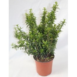 Euonimus Punchellus folha verde (vaso 15 cm ø)