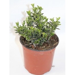 Euonimus Punchellus verde com matizes brancos (vaso 15 cm ø)
