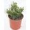 Euonimus Punchellus verde com matizes brancos (vaso 15 cm ø)