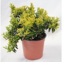 Euonimus Punchellus folha verde com amarelo no interior (vaso 15 cm ø)