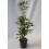 Pittosporum Tobira (test 15 cm ø)
