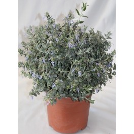 Teucrium Fruticans (pot 19 cm ø)