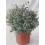 Teucrium Fruticans (pot 19 cm ø)