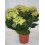 Hortênsia (vaso de 15 cm Ø)