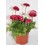 Bellis perennis o margarida dos prados