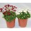 Bellis perennis o margarida dos prados
