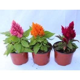 Plumero o celosia (maceta 10,5 cm ø)