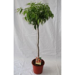 Mandarino