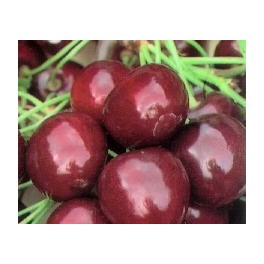 Cerezo Burlat.