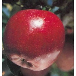Pomera Starking