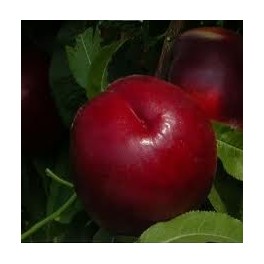 Nectarine Fantasia (chair jaune).