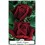 Rosal Grandiflora en bolsa, colores a escoger