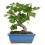 Bonsai Figueira (Ficus carica)