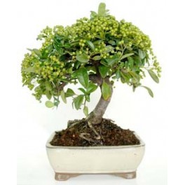Bonsaï Pyracantha.
