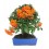Bonsaï Pyracantha.