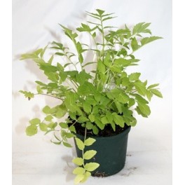 Valeriana