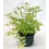 Valeriana