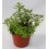 Verveine odorante o Aloysia