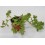 Aptemia Cordifolia (pot 10,5 cm ø).