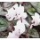 Mini Cyclamen (pot 10,5 cm Ø)