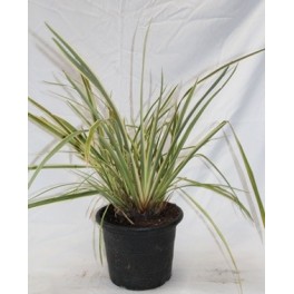 Phormium Variegata (pot 23 cm ø)