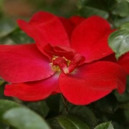 Rosal rastrero (maceta 3 litros)