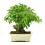 Bonsai Mulberry (Morus)
