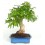 Bonsai Mulberry (Morus)