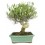Bonsai Oliveira (Olea europea)
