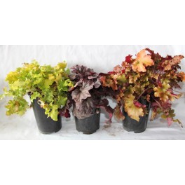Heuchera (test 13 cm ø)