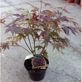Acer palmatum verde (maceta 19 cm ø)