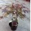 Acer palmatum verd (test 19 cm ø)