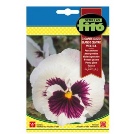 Swiss Giant Pansy Seed White Violet Center
