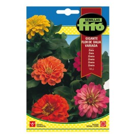 Semente Zinia Gigante Flor Dahlia Variada