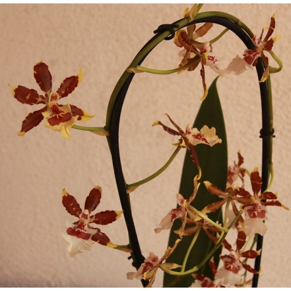 Orquidea cambria de 1 vara de flores
