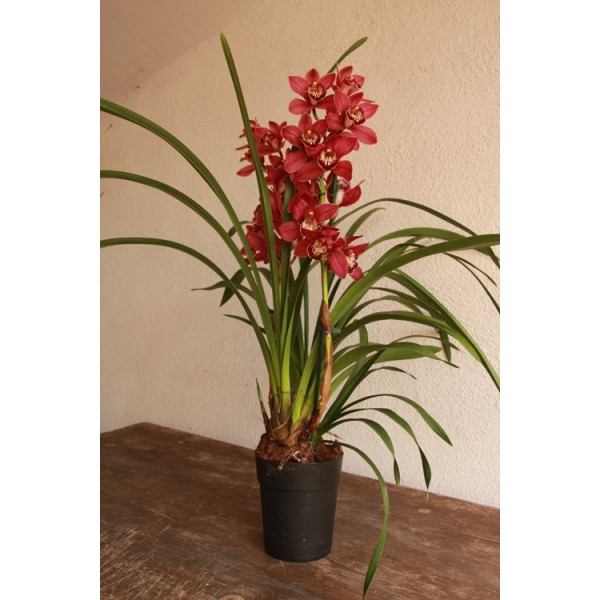 Orquídea Cymbidium a partir de € 36 em Germigarden