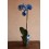 Orquídea Phalaenopsis azul