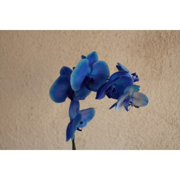 Phalaenopsis azul