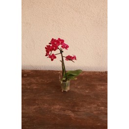 Orquídia Phalaenopsis mini (1 vara de flors)