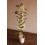 Orquídia Dendrobium Nobile (1 vara de flors)