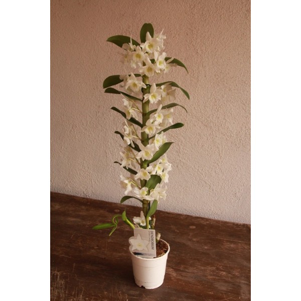 Compre Orquídea Dendrobium Branca em Germigarden
