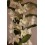 Orquídia Dendrobium Nobile (1 vara de flors)
