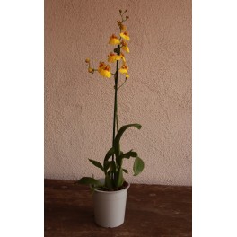 Orquídea Oncidium
