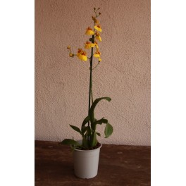 Orquídia Oncidium (1 vara de flors)